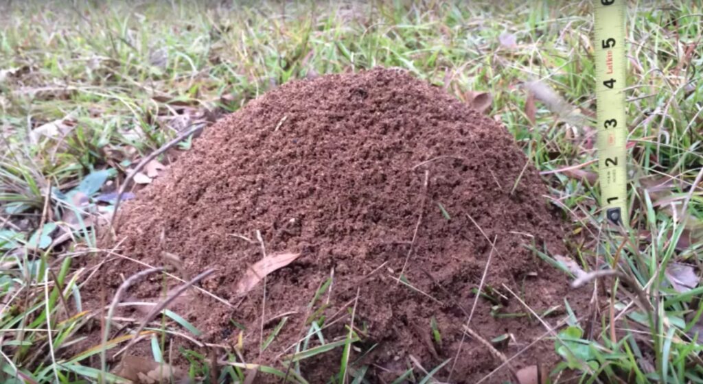 Molten Aluminum Into An Ant Nest