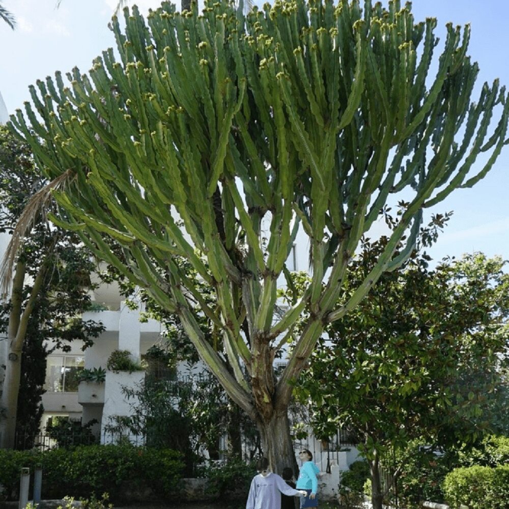 Majestic Tree