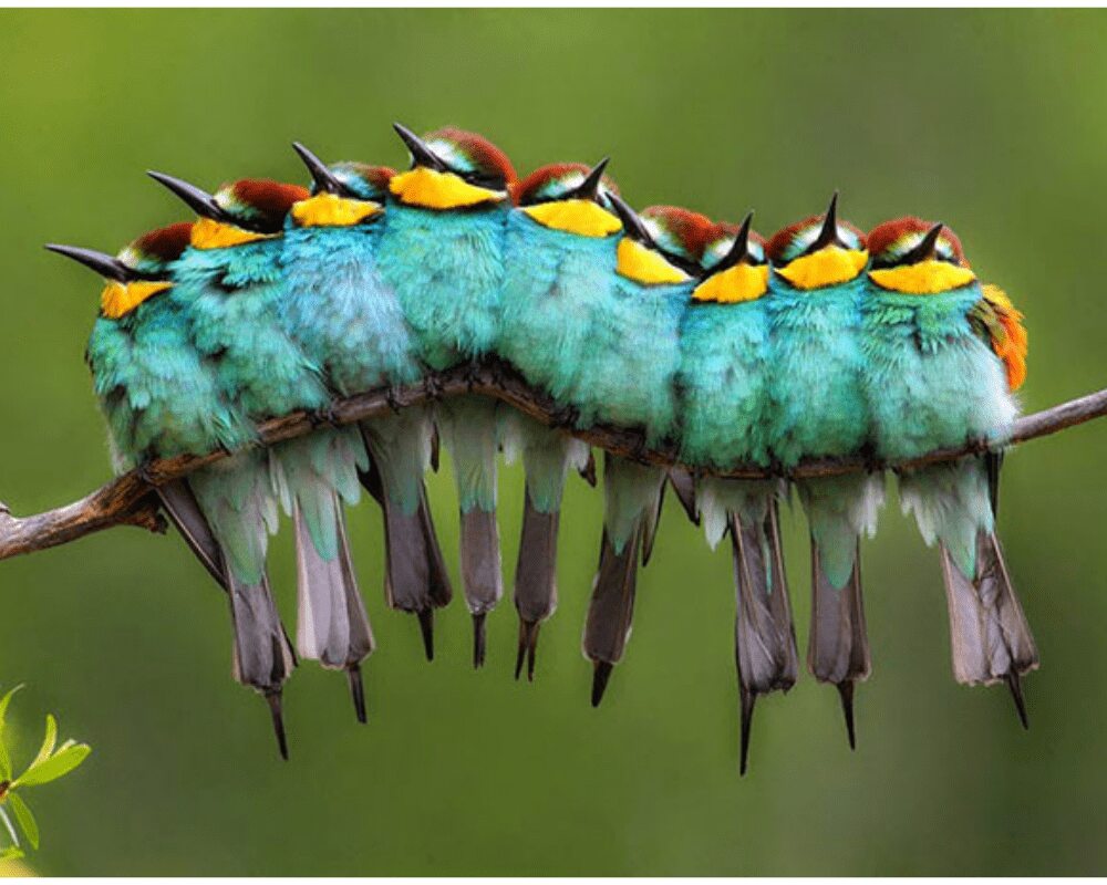 Colorful Caterpillar