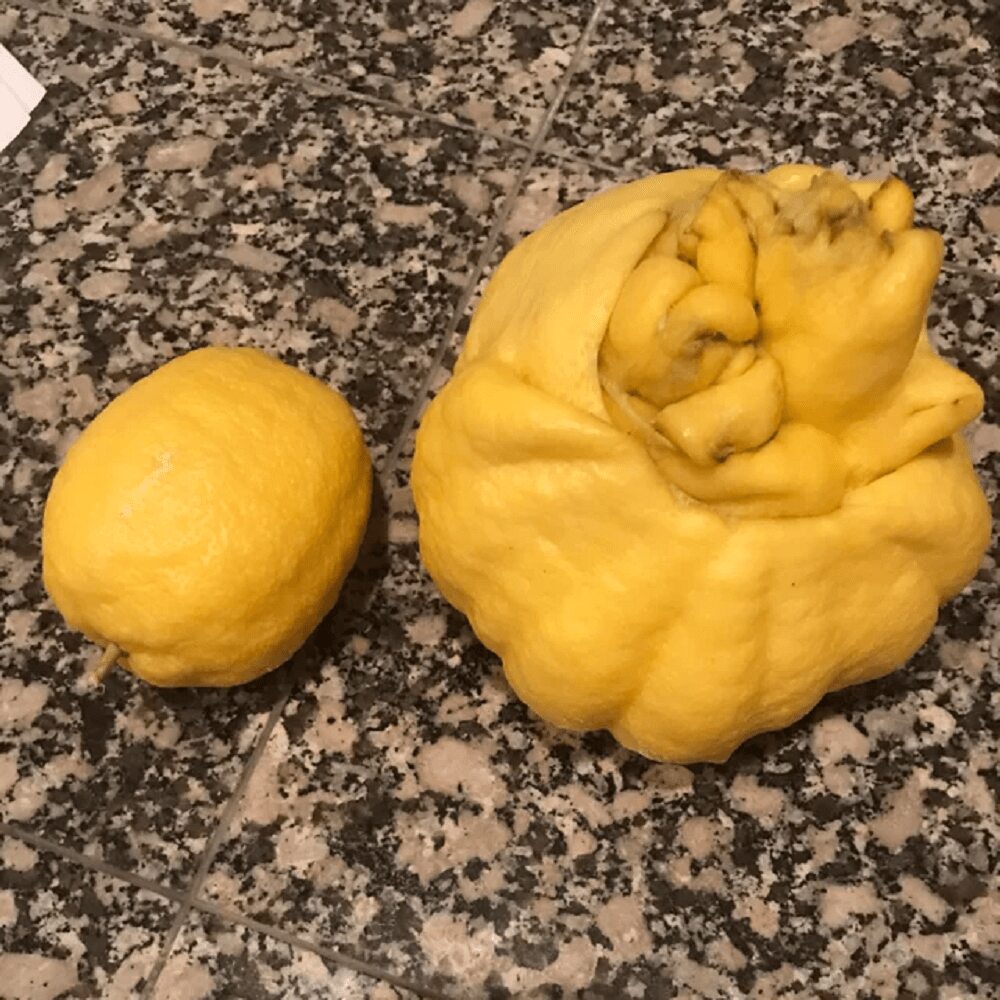 Another Breed Of Lemon