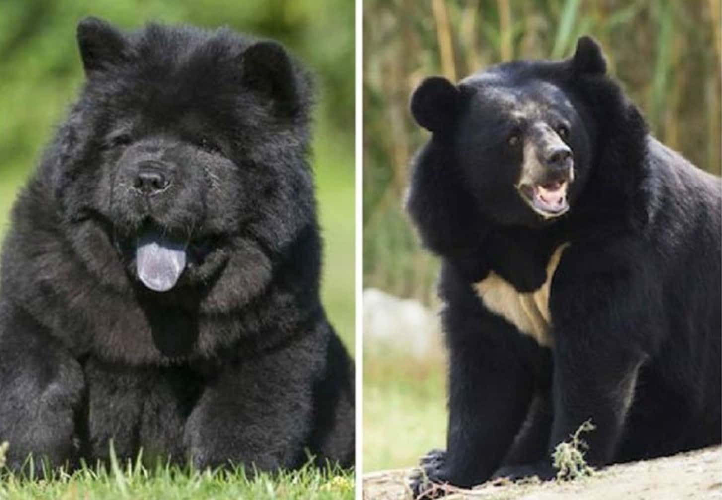 медведи в китае