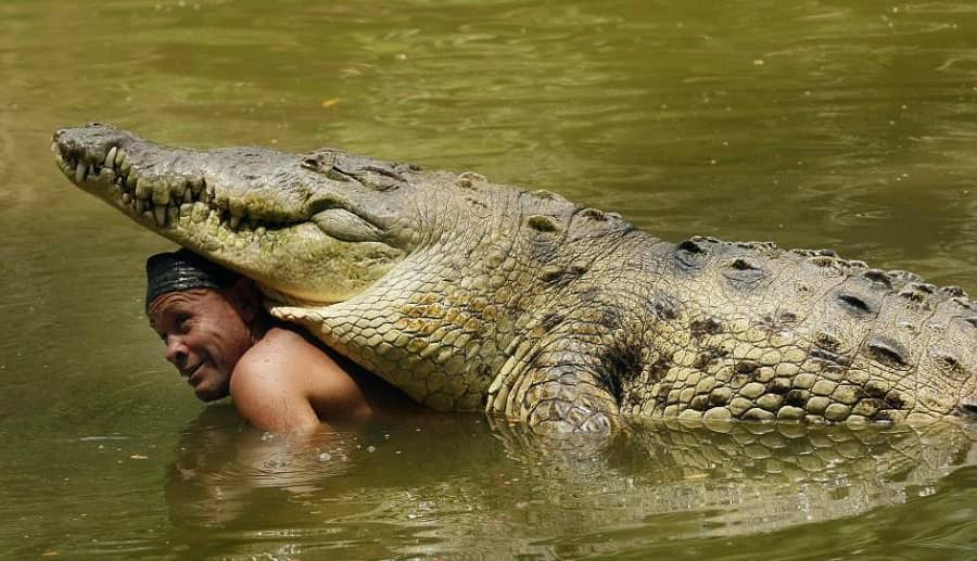 A Crocodile Star