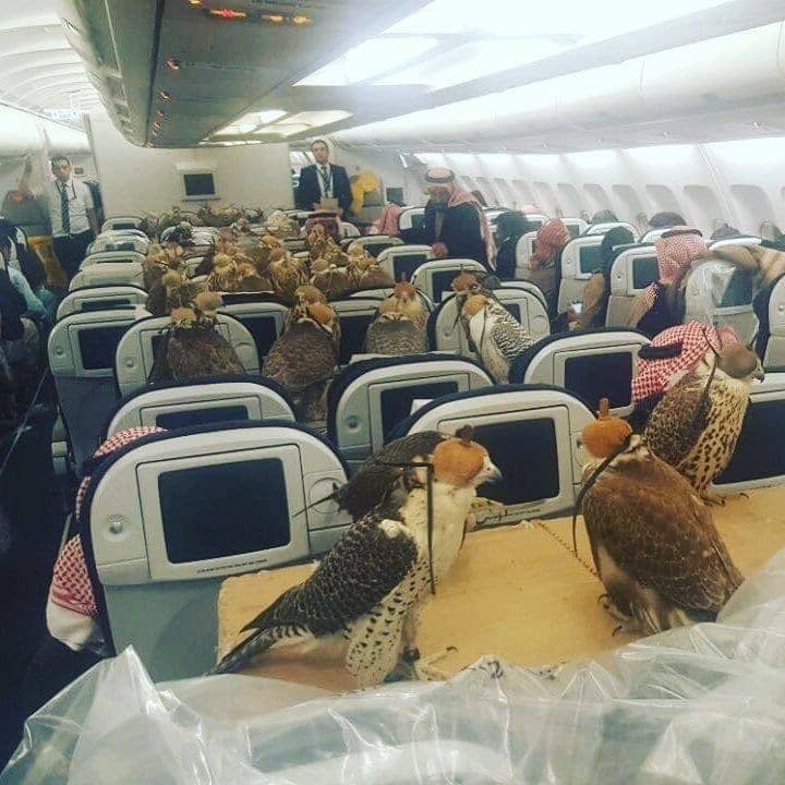 Plane Of Falcons