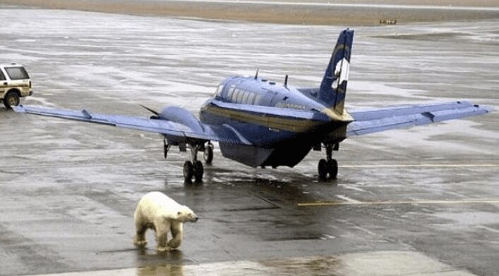 Bear On The Runway