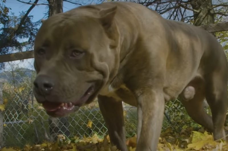 Dog Was Behaving Strangely Towards Babysitter, So They Used A Hidden Camera To Find Out Why