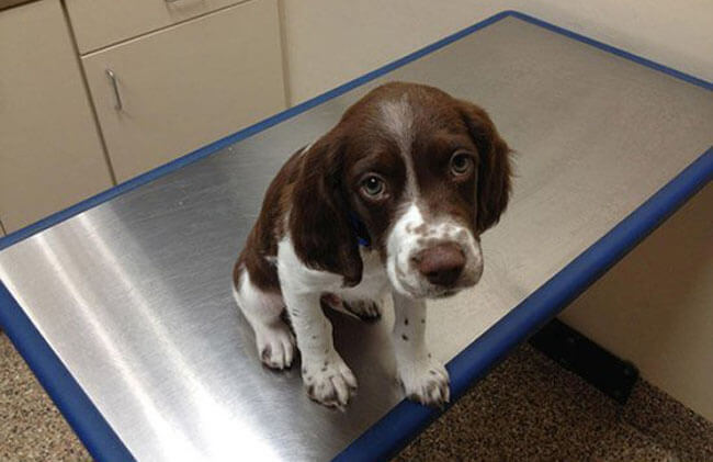 First Time At The Vet