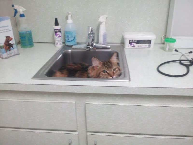 Sanctuary In The Sink