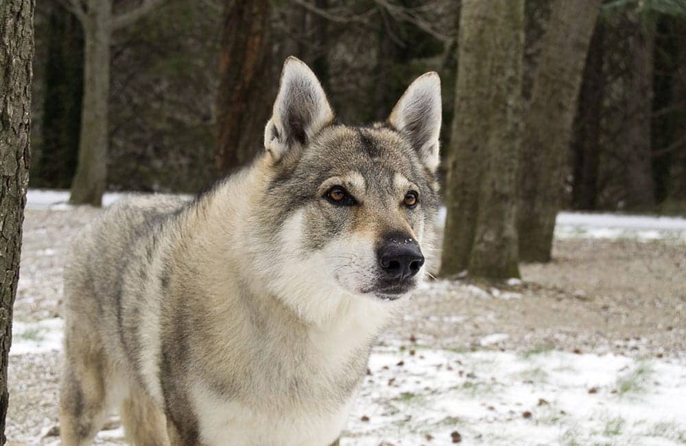 wolf dog breeds list