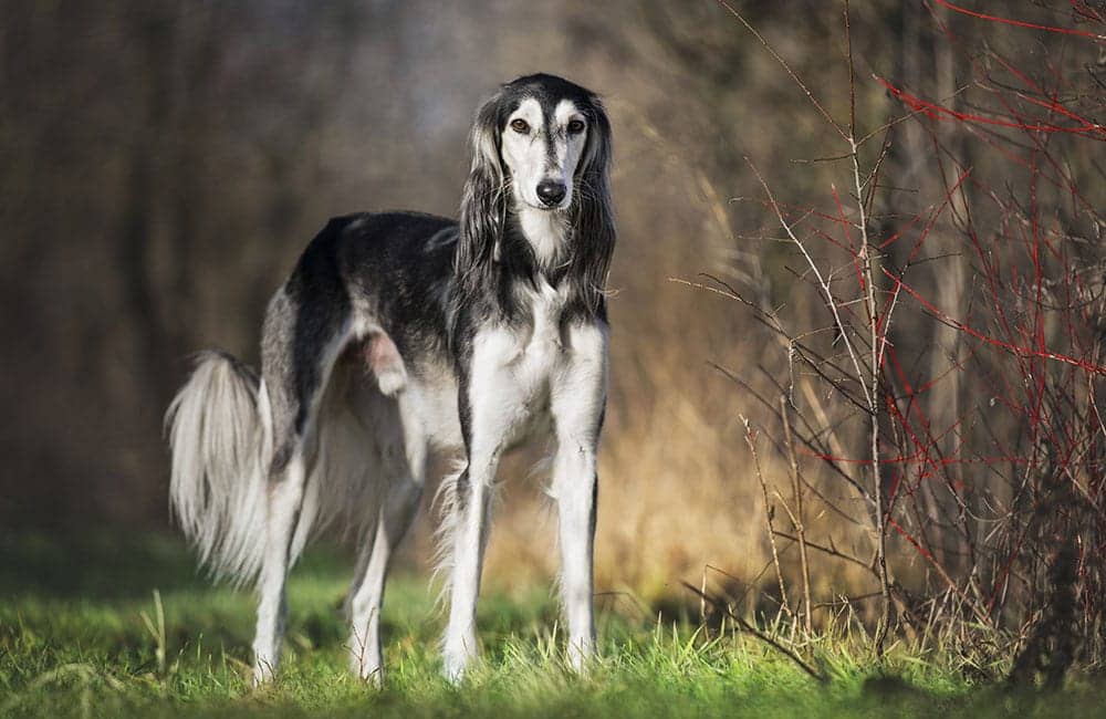 Saluki