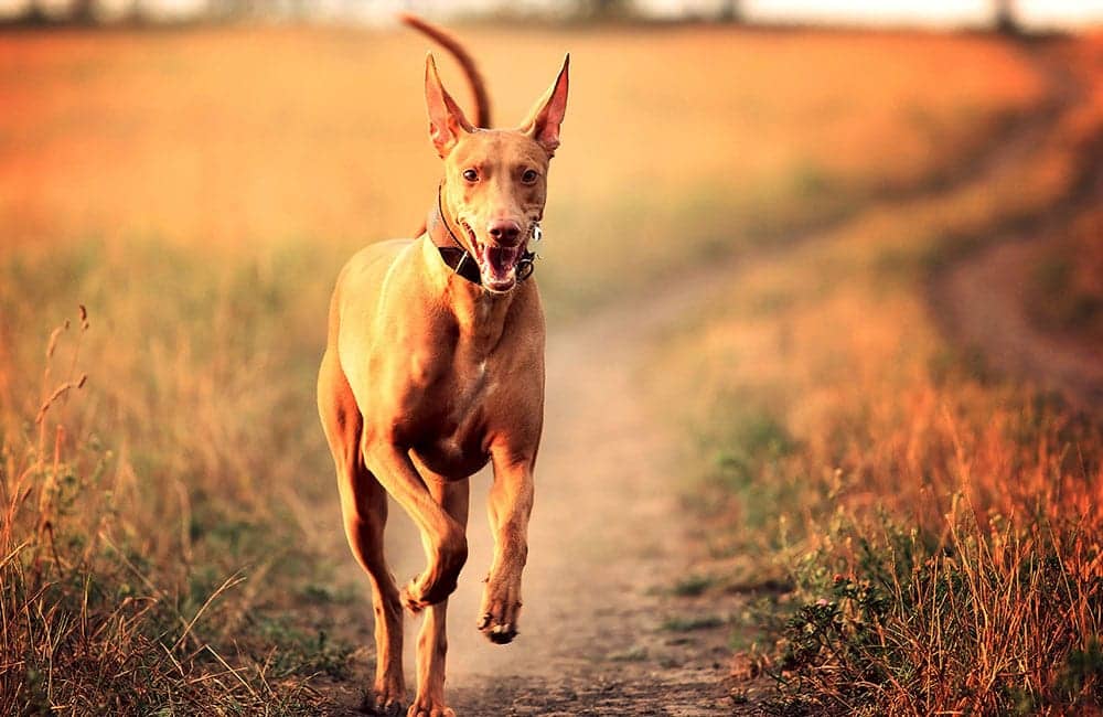 Pharaoh Hound