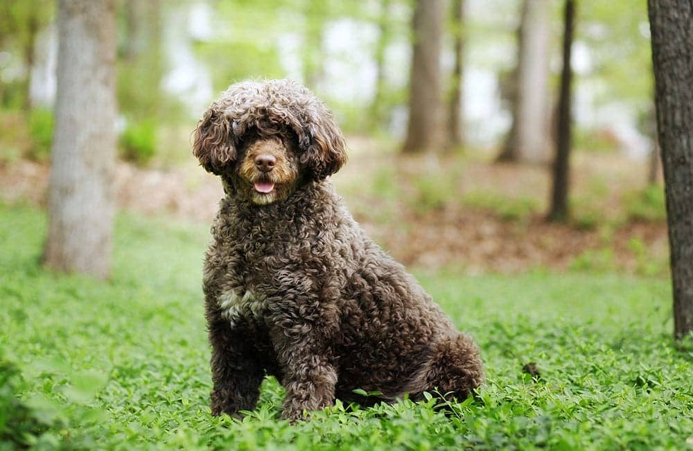 Portuguese Water Dog