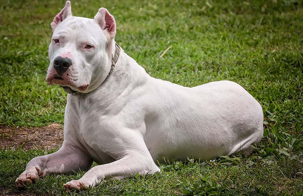 Dogo Argentino