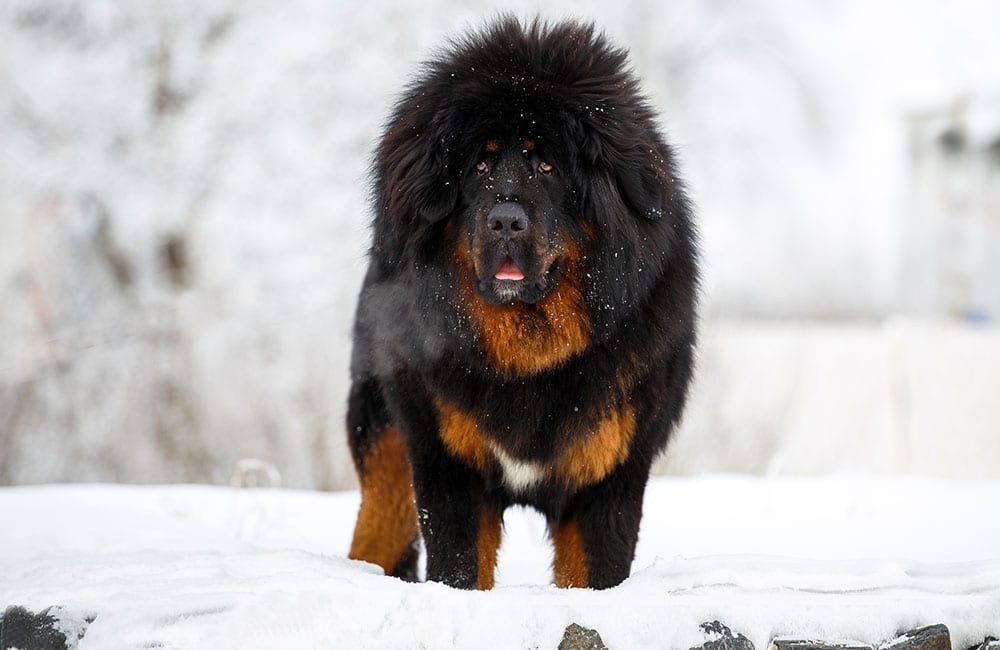 Tibetan Mastiff