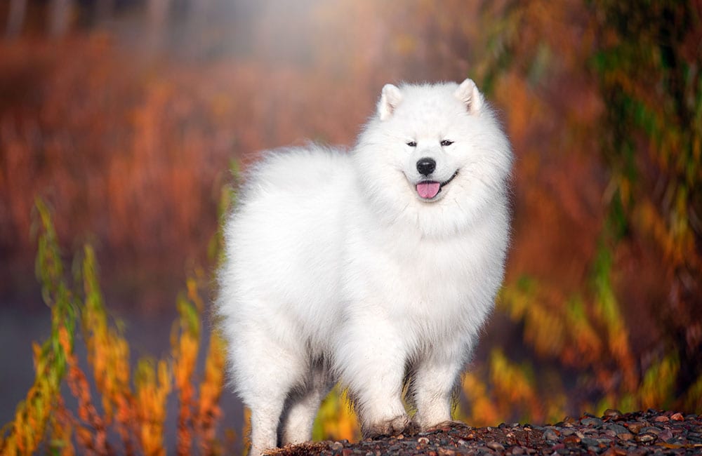 Samoyed