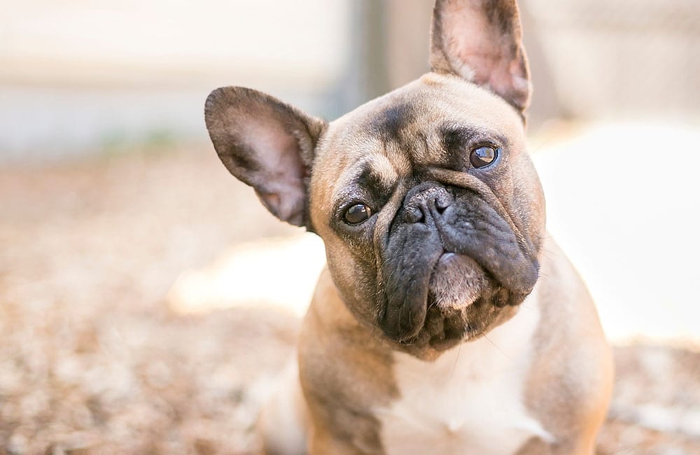 French Bulldog