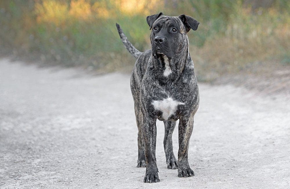 Perro De Presa Canario