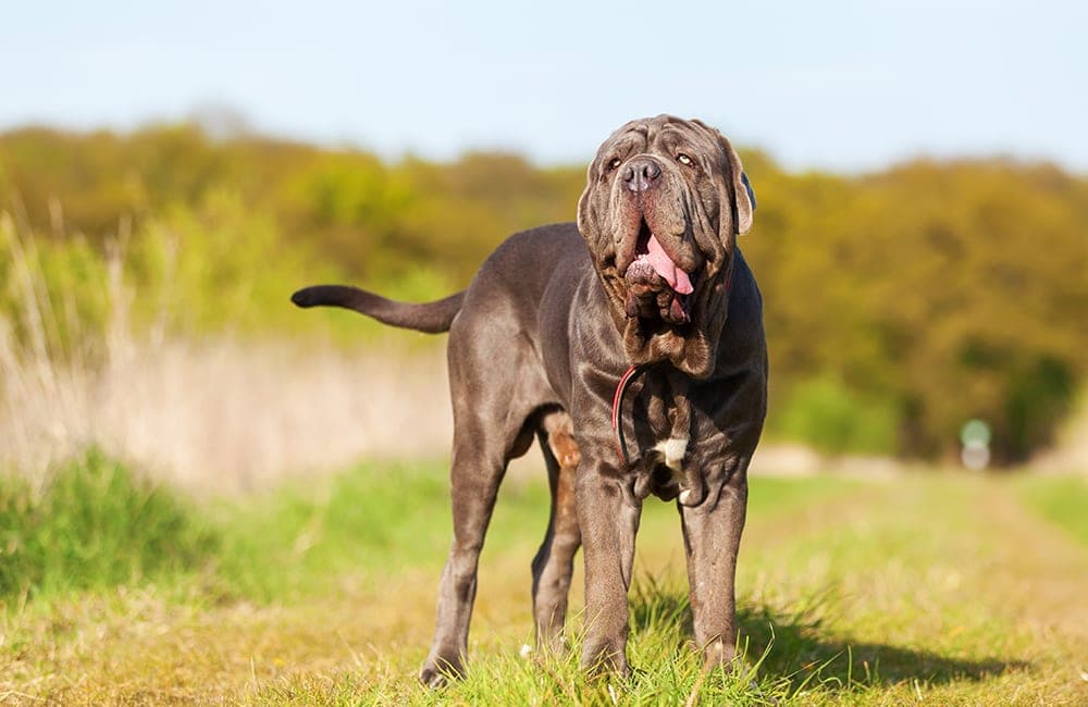 Neapolitan Mastiff