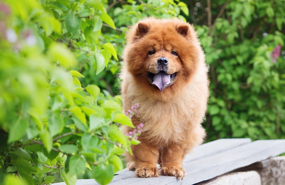 Chow Chow