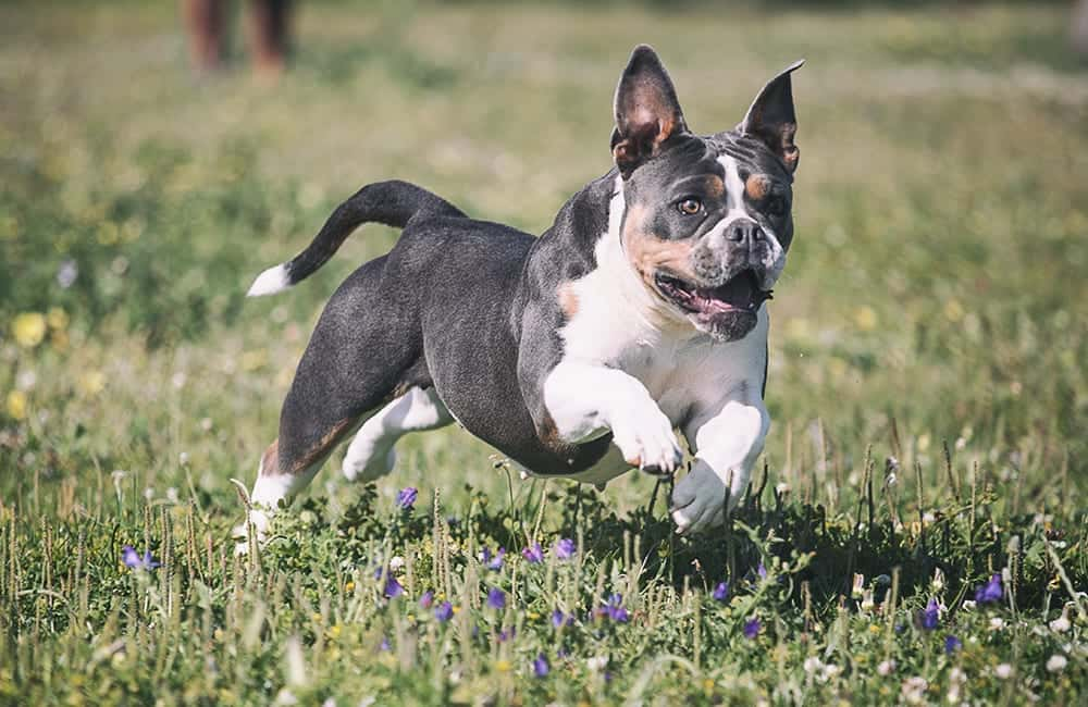 Olde English Bulldogge