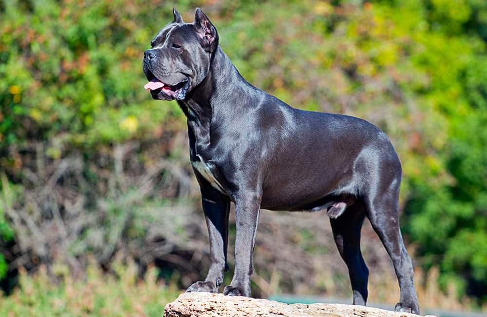 most expensive cane corso