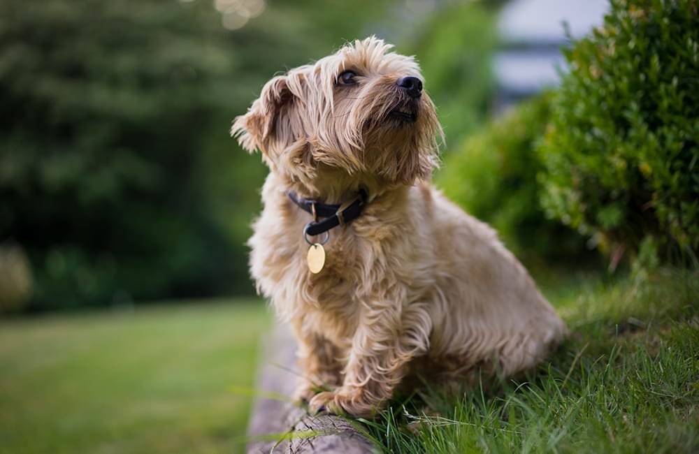 Norfolk Terrier