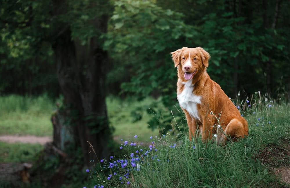 Nova Scotia Duck Tolling Retriever