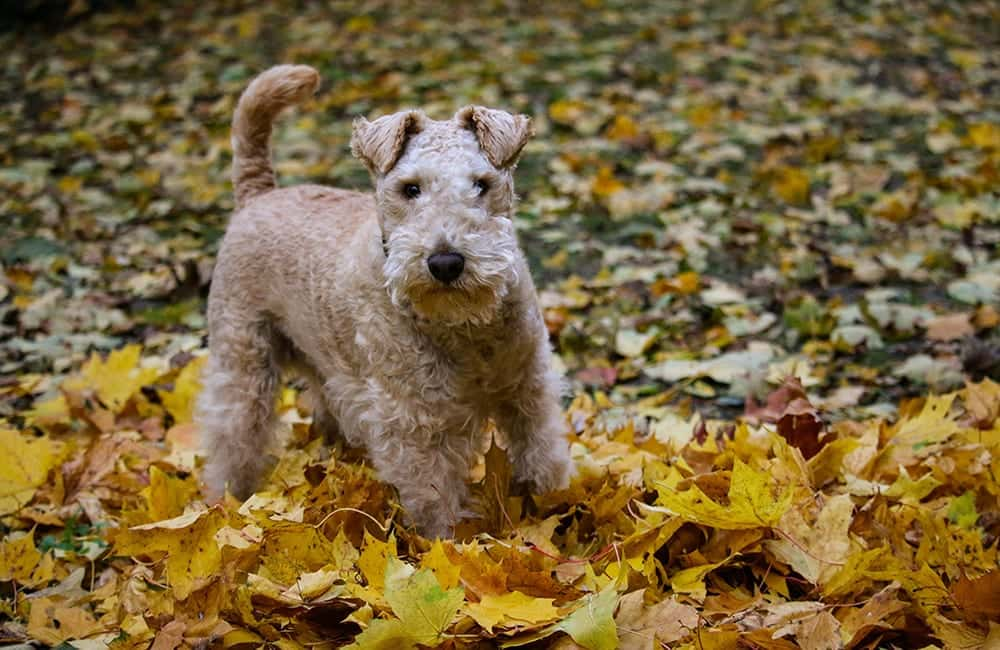 Lakeland Terrier