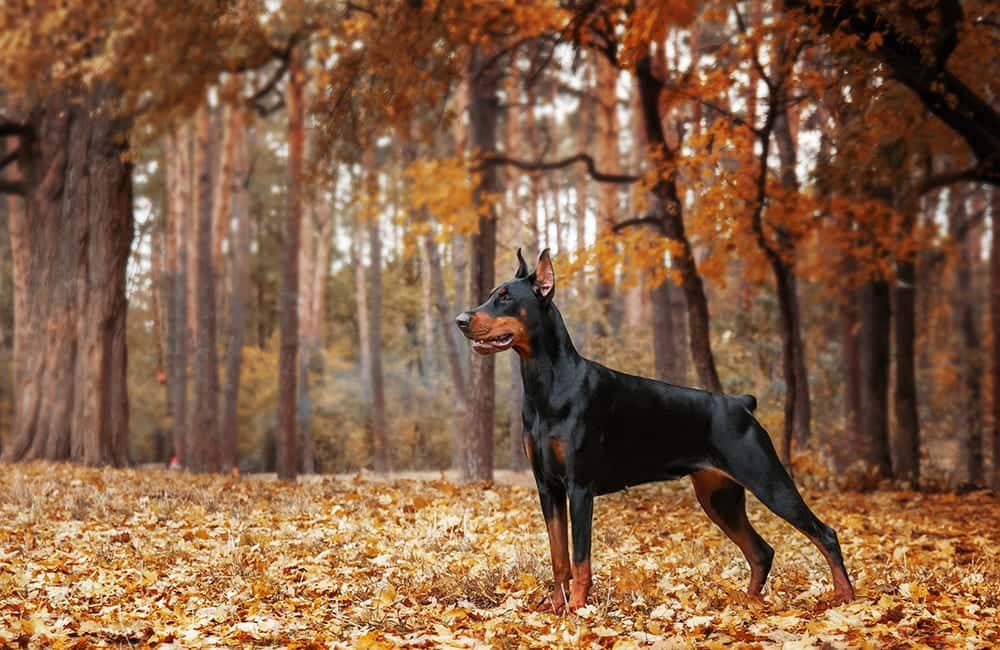 Doberman Pinscher