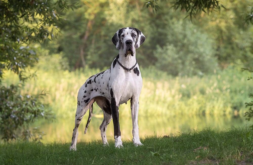 Great Dane