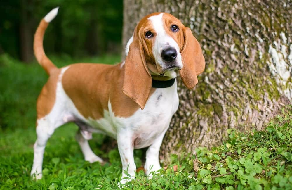 Basset Hound