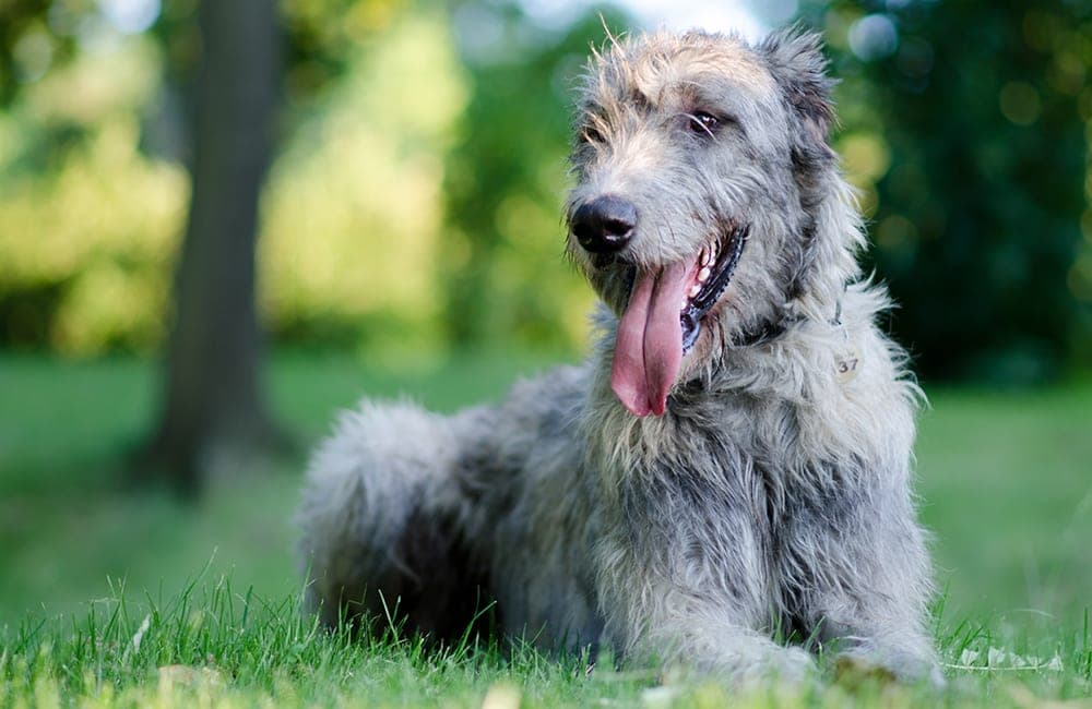 Irish Wolfhound