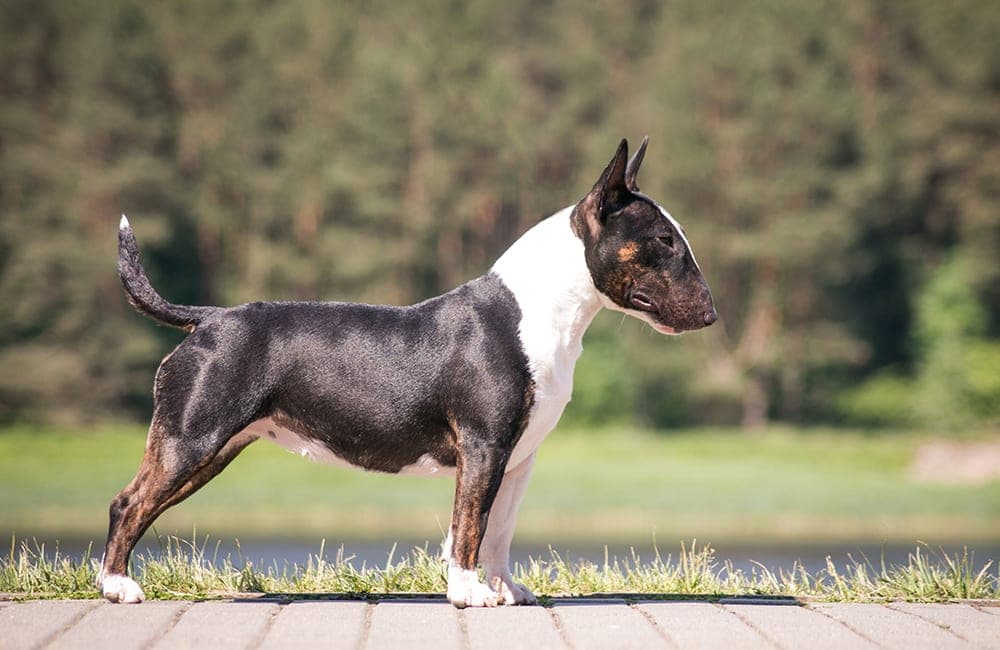 Miniature Bull Terrier