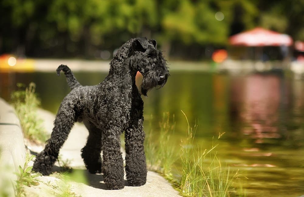 Kerry Blue Terrier