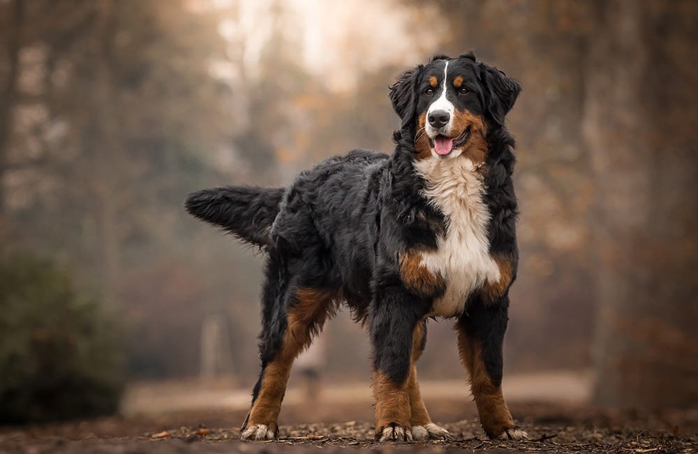 Bernese Mountain Dog