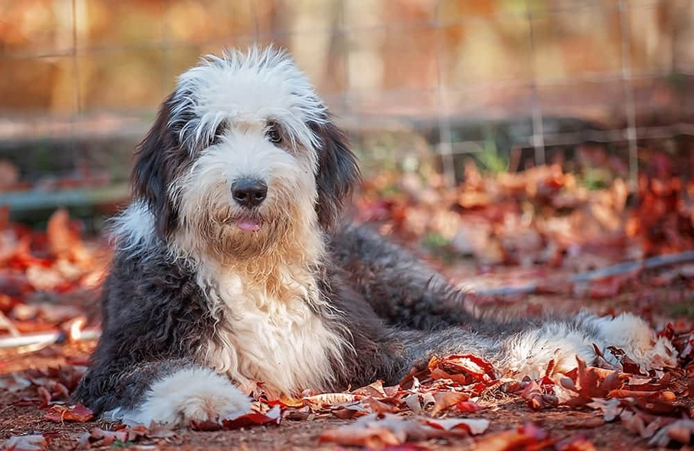 Old English Sheepdog