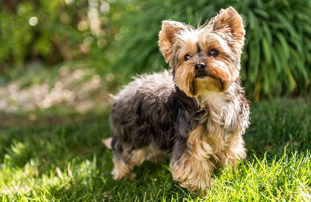 Yorkshire Terrier