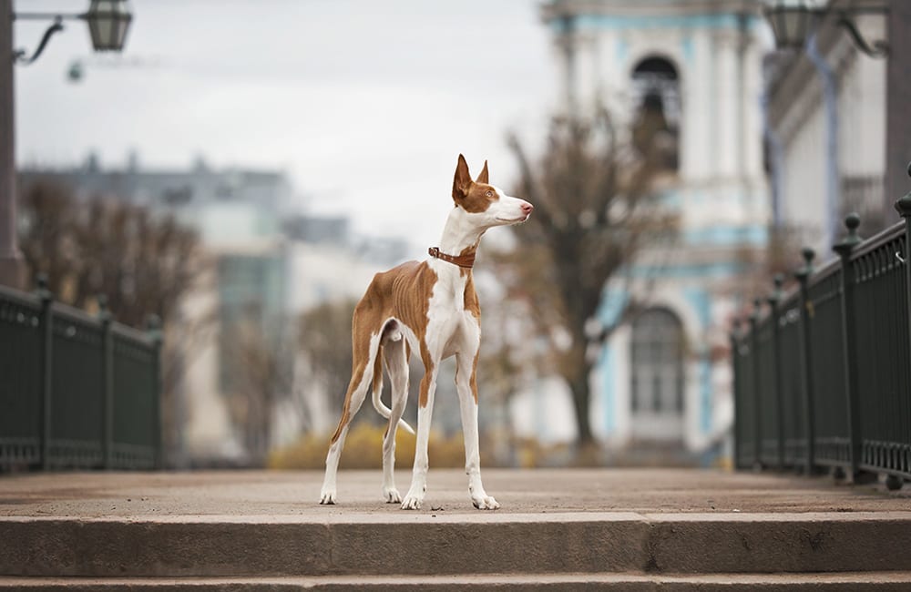 Ibizan Hound