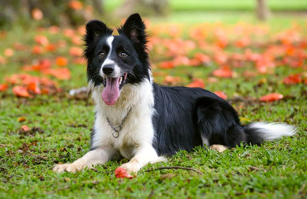 Collie