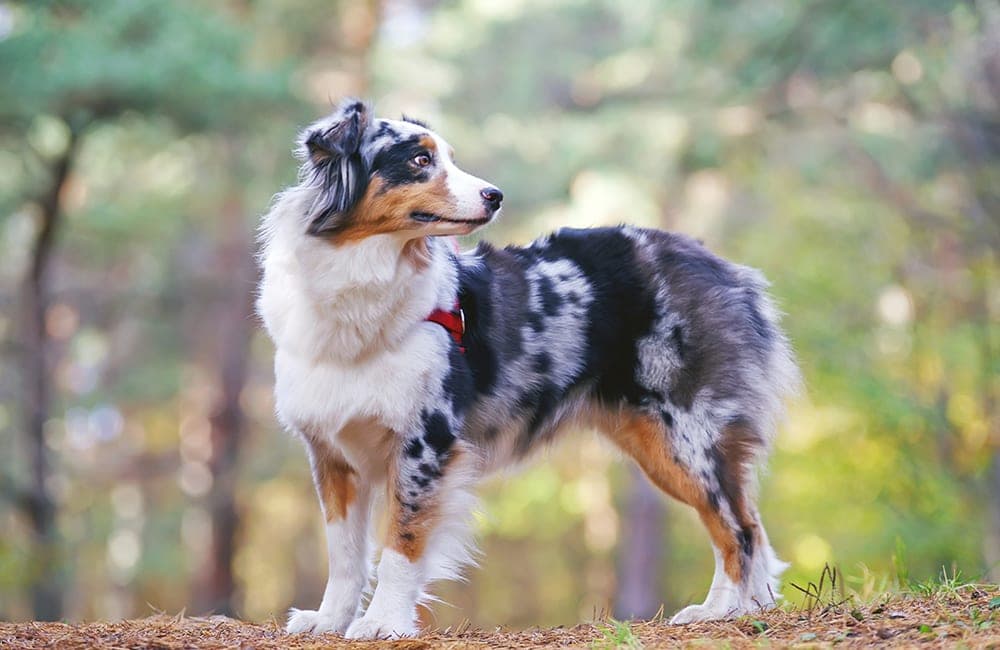 Australian Shepherd