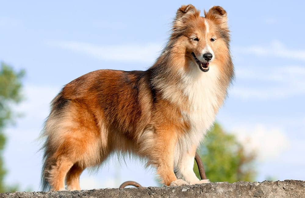 Sheltie