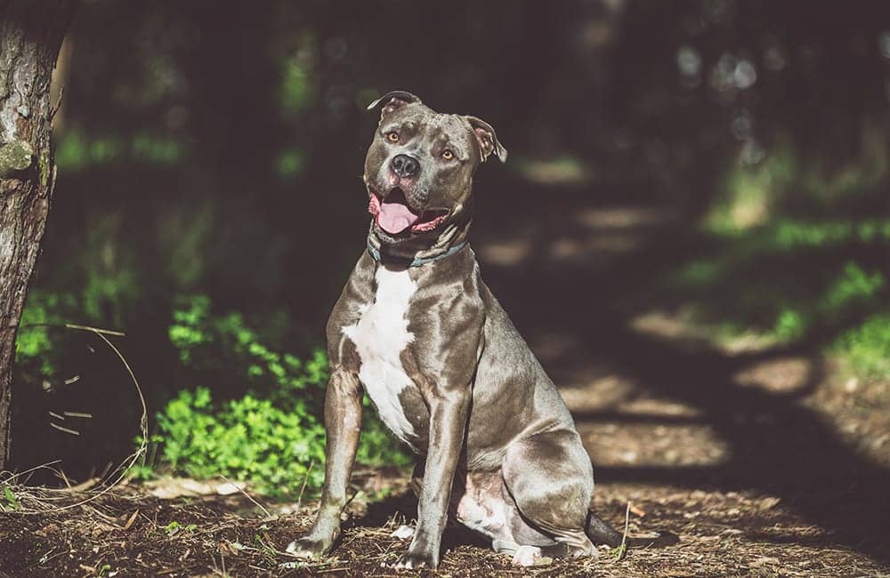 Blue Nose Pitbull