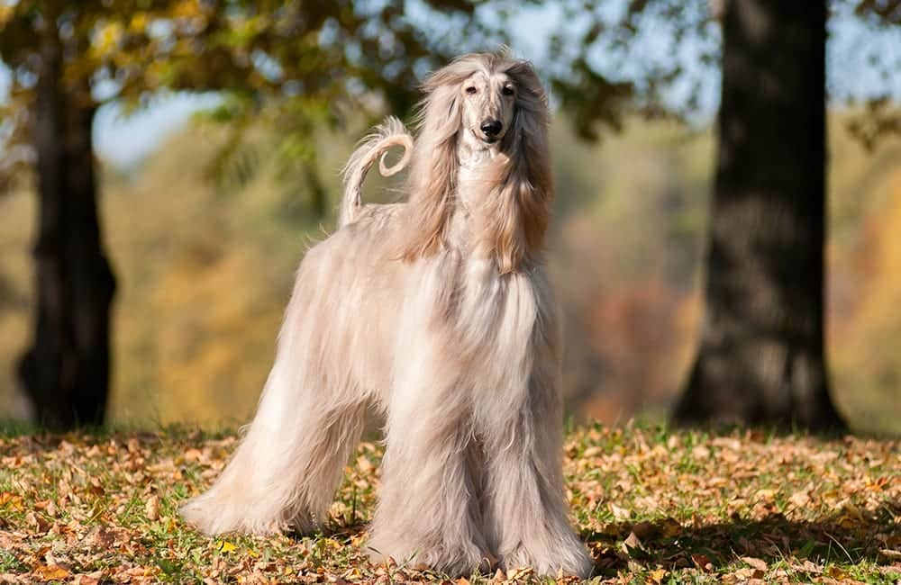 Afghan Hound