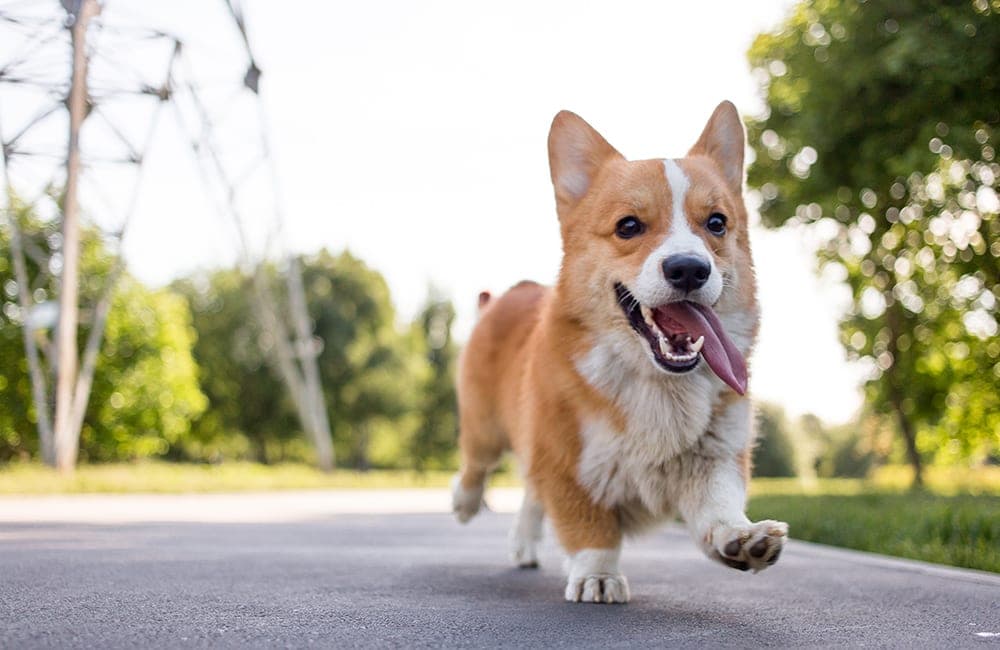 Pembroke Welsh Corgi