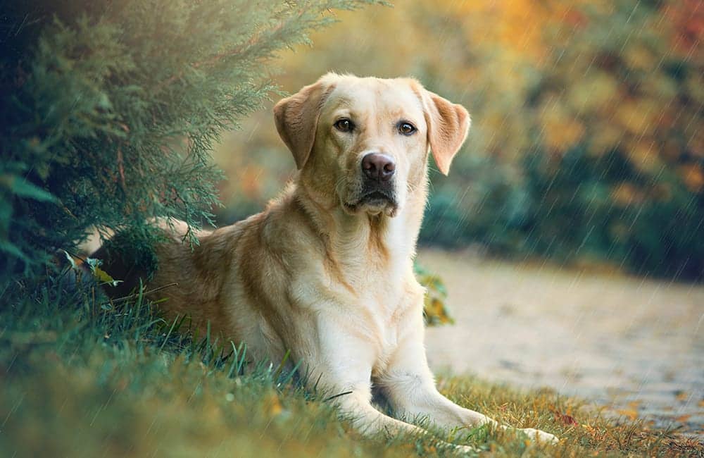 Labrador Retriever