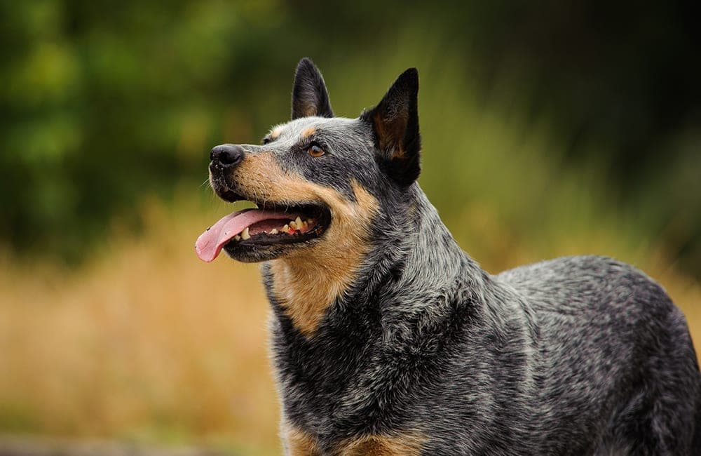 Australian Cattle Dog