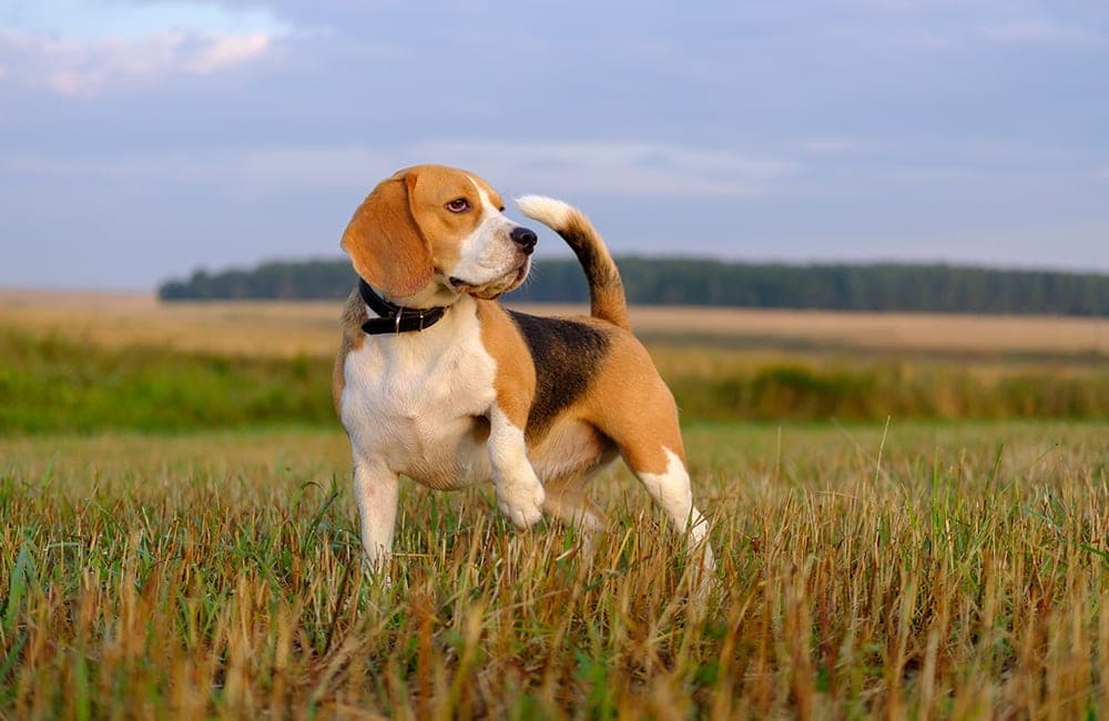 Take A Look At Which Dog Breeds Are Considered The Most Expensive