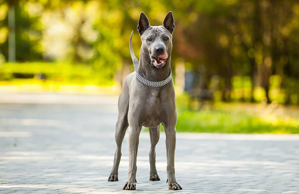 Thai Ridgeback