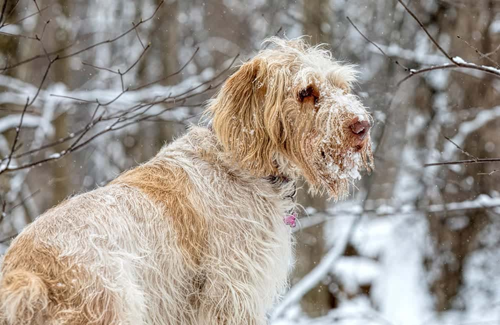 Spinone Italiano