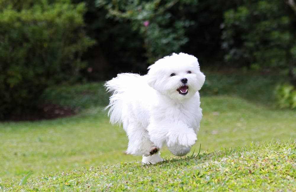 Maltese