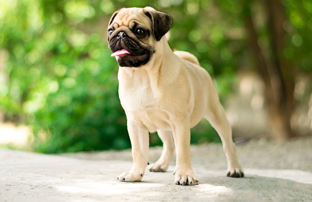 Pug